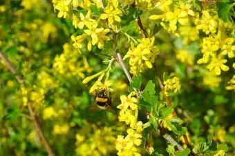 grosella con flores amarillas