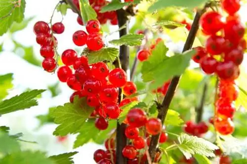 Menanam dan Menjaga Tumbuhan Currant (Boleh Dimakan atau Hiasan)