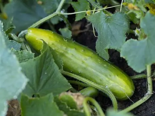 Guía de cultivo y cosecha de pepinos