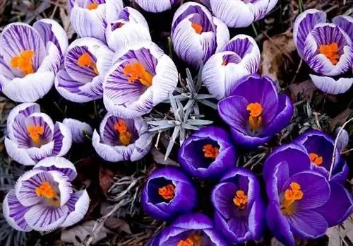 Consells per a la cura i el creixement de les flors de crocus