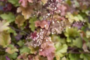 Heuchera жапырақтары