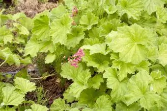 Heuchera com folhagem de limão