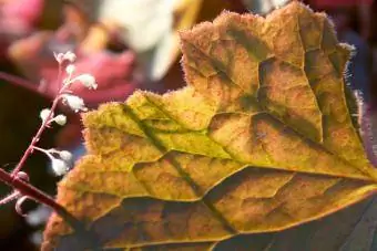 Coral Bells Gintaro bangos