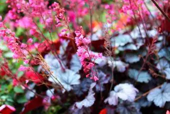 Blackberry ice Coral Bell