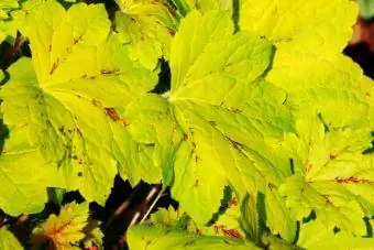 Campane di corallo di citronelle