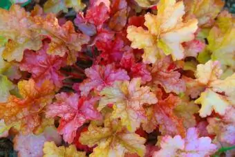 Folhas coloridas de Heuchera