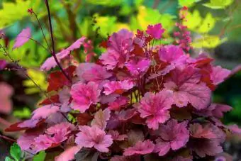 Prekrasni Heuchera ljubičasti listovi i crveni cvjetovi