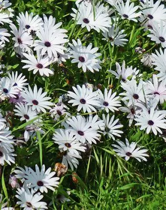 Sajenje Cape Marigolds