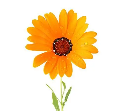 Cape Marigold (Afrika Daisy): Bitki Baxımı, İstifadəsi və Zərərvericiləri