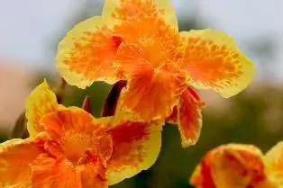 Menumbuhkan dan Merawat Bunga Canna Lilies yang Bersemangat