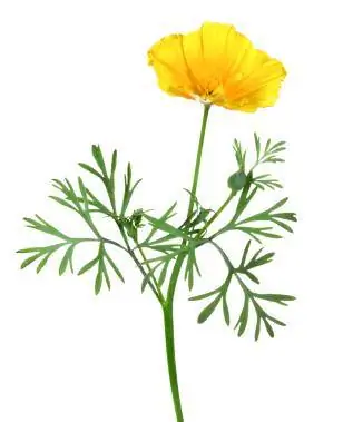 Eschscholzia Californië