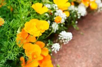 Borde de jardín con amapolas de California