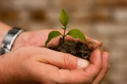 Californiske frøplanter