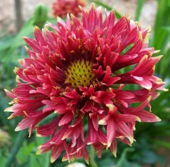 rørformet gaillardia