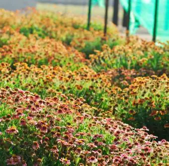 Tuin van Gaillardia