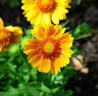 couverture fleurie orange et jaune