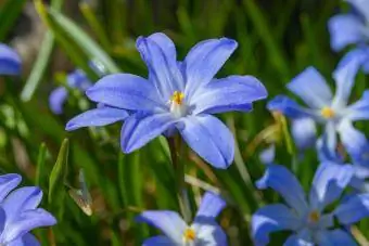 Podzim cibule modré květy scilla luciliae