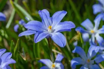 Sügissibulad sinised scilla luciliae õied