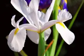 Höstlökar Vita holländska Irisblommor