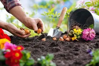 Jak sadzić cebulki jesienne