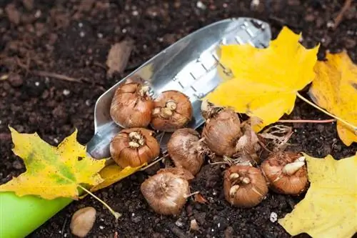 Herfstbollen gemakkelijk gemaakt: wat, wanneer en hoe te planten