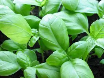 bustani ya basil