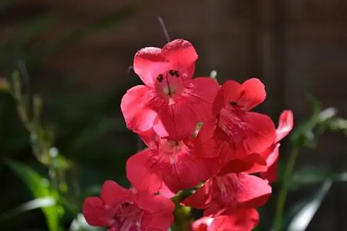 Guida al giardinaggio con lingua della barba (Penstemon)