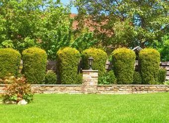 arborovitae topiary