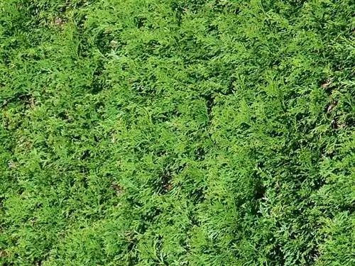 Arborvitae planten en laten groeien