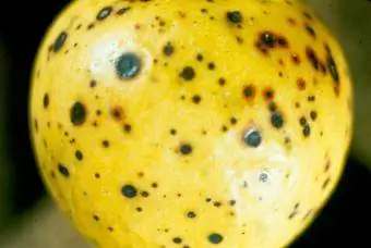 Lesions de verola negra a la fruita