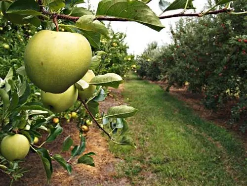 Apfelbaumkrankheiten