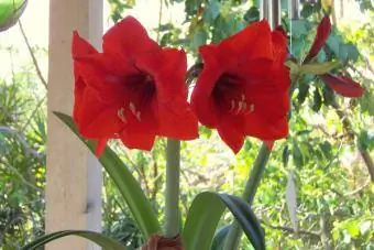 cây amaryllis trong chậu