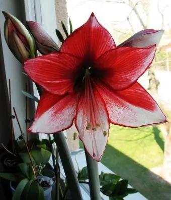 amaryllis i fönstret