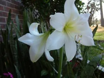 dawb amaryllis