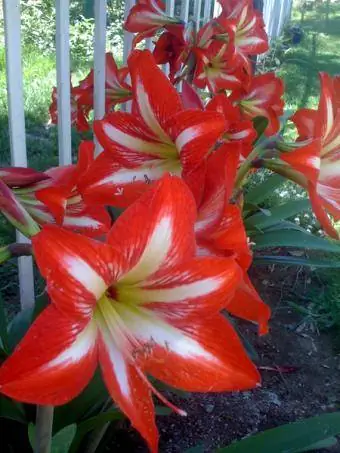 amaryllis çiçəkləri