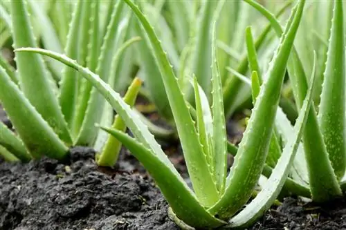 Wachsende Aloe-Vera-Pflanzen