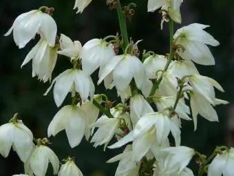 yucca blomme naby