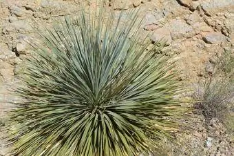 yucca kasvuolosuhteet