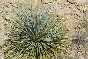 yucca etishtirish shartlari