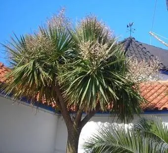 yucca ሜዲትራኒያን ሥነ ሕንፃ