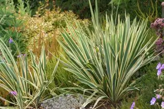 Yucca filosa