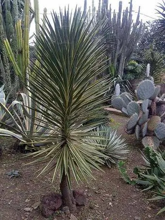 Yucca Aloifolia