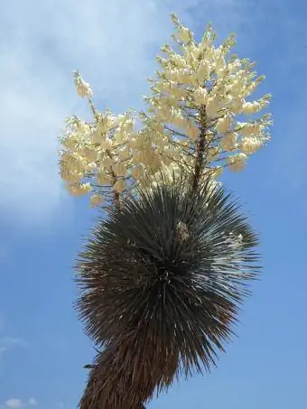 sinilehtinen yucca