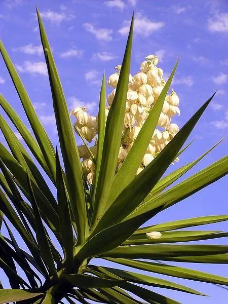Yucca taimede tüübid ja kasvatamisnõuanded