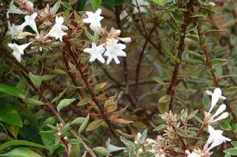 Kaliedoscopio Abelia