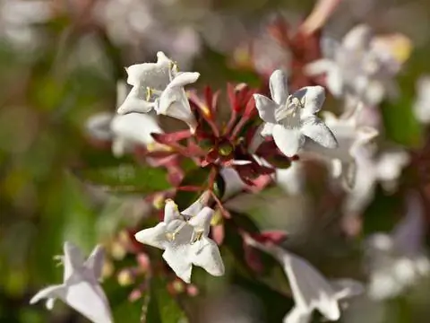 Plantación y cuidado de flores de Abelia