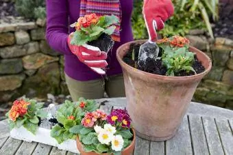 kvinna planterar vårblommor i blomkruka