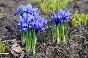 mrežasti cvijet irisa