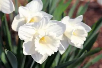 ተራራ Hood daffodil አበባ