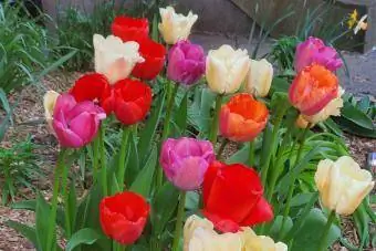 tulipani u dvorištu cvjetnjak